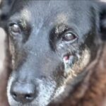 Sunderland recebe o...