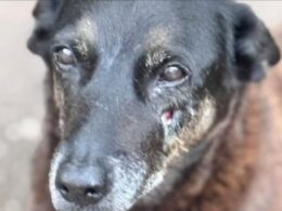 Polícia de SC conclui inquérito e aponta participação de adolescentes em agressões contra cães