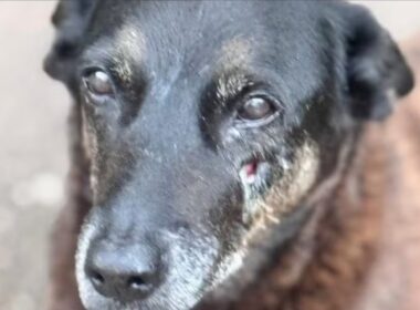 Polícia de SC conclui inquérito e aponta participação de adolescentes em agressões contra cães