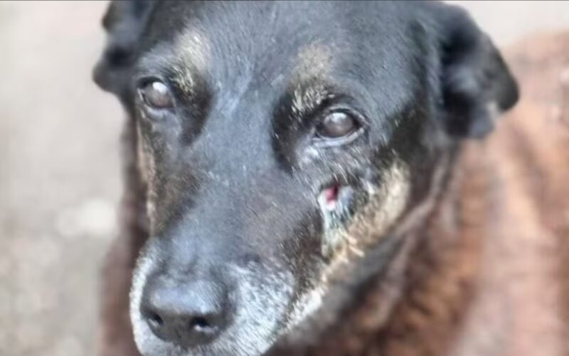 Polícia de SC conclui inquérito e aponta participação de adolescentes em agressões contra cães