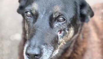 Polícia de SC conclui inquérito e aponta participação de adolescentes em agressões contra cães