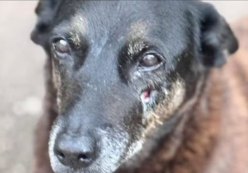 Polícia de SC conclui inquérito e aponta participação de adolescentes em agressões contra cães